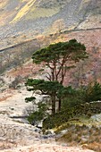 Zwei Nadelbäume und eine Steinmauer an einem Hang; Cumbria, England, Großbritannien