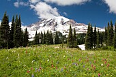 Wiese mit blühenden Blumen, Mt. Rainier im Hintergrund; Mt. Rainier National Park, Washington State, USA