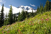 Wiese mit blühenden Blumen, Mt. Rainier im Hintergrund; Mt. Rainier National Park, Washington State, USA