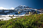 Wiese mit blühenden Blumen, Mt. Rainier im Hintergrund; Mt. Rainier National Park, Washington State, Usa