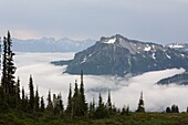 Paradise Park; Tatoosh Mountains, Mt Rainier National Park, Washington State, Usa