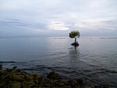Abgelegener Baum in überflutetem Gebiet; Bali, Indonesien