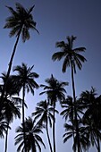 Sansibar, Tansania; Palmen vor blauem Himmel