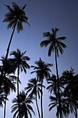 Zanzibar, Tanzania; Palm Trees Against Blue Sky