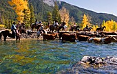 Cowboys Moving Cattle Herd Through A Waterway; Southern Alberta,Canada
