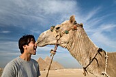 A Man And Camel With The Pyramids In The Background