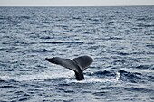Tail Of Whale, Maui, Hawaii, Usa
