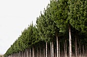 Pinienbaum-Plantage, Taupo, Neuseeland
