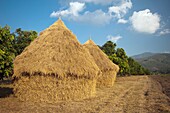 Haystacks Made From Rice Stalks, Thailand