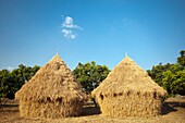 Haystacks Made From Rice Stalks, Thailand