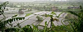 Reisterrasse, Bali, Indonesien