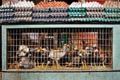 Eier und Hühner in Käfigen, Brasilien