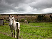 Pferd späht über den Zaun, North Yorkshire, England