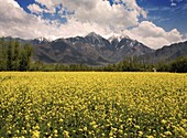 Field Of Yellow Flowers With Mountains In The Background