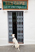 Hund, der vor einer Bar in Tarifa, Cádiz, Spanien, auf sein Herrchen wartet