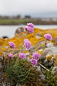 Violette Wildblumen, Insel Whithorn, Dumfries und Galloway, Schottland