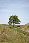 Einsamer Baum am Fuße eines Hügels, Northumberland, England