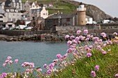 Violette Wildblumen; Portpatrick, Dumfries und Galloway, Schottland
