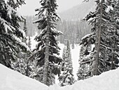 Immergrüne im Skigebiet, Whistler, British Columbia, Kanada