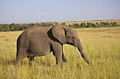 African Elephant Wandering Through The Long Grass Of The Masai Mara, Kenya