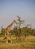 Giraffe beim Grasen an einem Akazienbaum, Masai Mara, Kenia, Ostafrika