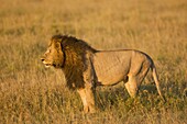 Männlicher Löwe auf der Suche nach Beute, Masai Mara, Kenia, Ostafrika