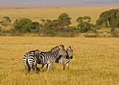 Drei Zebras auf den Ebenen der Masai Mara, Kenia, Ostafrika