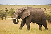 Bull Elephant In Game Reserve, Masai Mara, Kenya, East Africa
