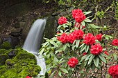 Rote Rhododendren mit Wasserfall
