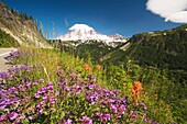 Roadside Wildflowers And Snow-Capped Mountain