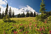 Feld mit Alpenlupinen-Wildblumen