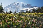 Field Of Alpine Lupine Wildflowers