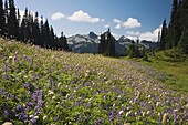 Feld von alpinen Lupinen-Wildblumen