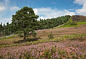 Tree In A Meadow