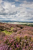 Wildflowers On Hillside, Northumberland, England