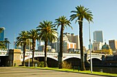 Palmen und die Skyline von Melbourne; Melbourne, Australien