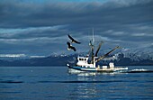 Adler, die über einem Fischerboot schweben; Cook Inlet, Alaska, USA