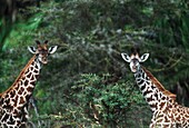 Giraffes (Giraffa Camelopardalis) Turn Their Heads To Look; Lake Manyara National Park,Tanzania,Africa