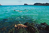 Snorklers With Marine Iguana In Foreground; Galapagos Islands, Ecuador