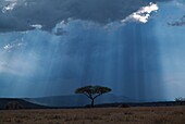 Sunbeams Pass Through Storm Cloud With Acacia Tree Isolated In Grassland, Africa