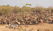 Gnu und Zebra, Kenia, Afrika