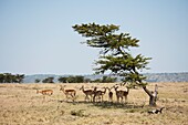 Impala, Kenya, Africa