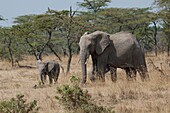 Elefant, Kenia, Afrika