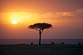 Acacia Trees At Sunset, Mara River, Maasai Mara, Kenya, Africa