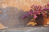 Flower Arrangement, Manda Bay Resort, Lamu Archipelago, Kenya, Africa