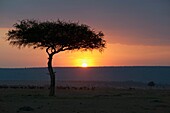 Silhouette eines Akazienbaums bei Sonnenuntergang; Maasai Mara, Kenia, Afrika