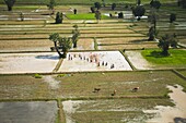 Aerial View Of Farmers Tending To Crops In Cambodia
