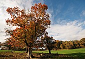 Trees, Northumberland, England