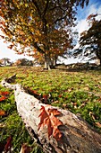 Herbstblätter, Northumberland, England