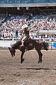 Reiter auf dem Rücken eines Pferdes, Calgary Stampede Rodeo, Calgary, Alberta, Kanada